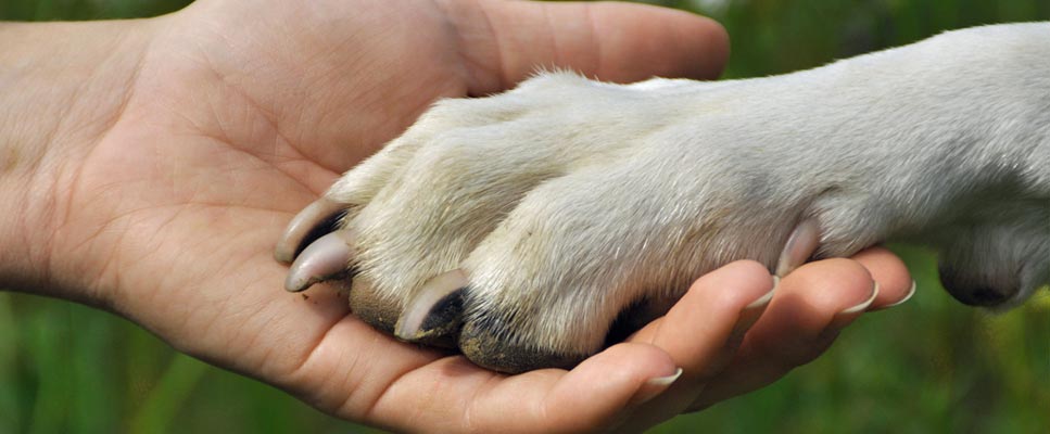 Tierheim Selb und Umgebung Unterstützung